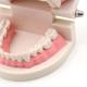 Dental Teeth Model Pink Teach Study Adult Standard Typodont Demonstration