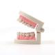 Dental Teeth Model Pink Teach Study Adult Standard Typodont Demonstration
