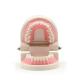 Dental Teeth Model Pink Teach Study Adult Standard Typodont Demonstration