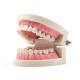 Dental Teeth Model Pink Teach Study Adult Standard Typodont Demonstration
