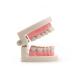 Dental Teeth Model Pink Teach Study Adult Standard Typodont Demonstration