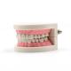 Dental Teeth Model Pink Teach Study Adult Standard Typodont Demonstration