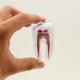 Dental Dentistry Crystal Base Hard Plastic Teeth model Tooth Molar Model