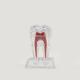 Dental Dentistry Crystal Base Hard Plastic Teeth model Tooth Molar Model