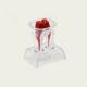 Dental Dentistry Crystal Base Hard Plastic Teeth model Tooth Molar Model