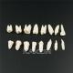 New Dental Study Teaching Model Disease Model Removable Teeth