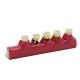 Dental Periodontal Disease assort Teeth Dentoform Typodont Study Teaching Model