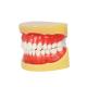 Dental All Removable Standard Teeth Tooth Model 28 pcs teeth