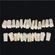 Dental All Removable Standard Teeth Tooth Model 28 pcs teeth