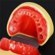 Dental All Removable Standard Teeth Tooth Model 28 pcs teeth
