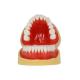 Dental All Removable Standard Teeth Tooth Model 28 pcs teeth